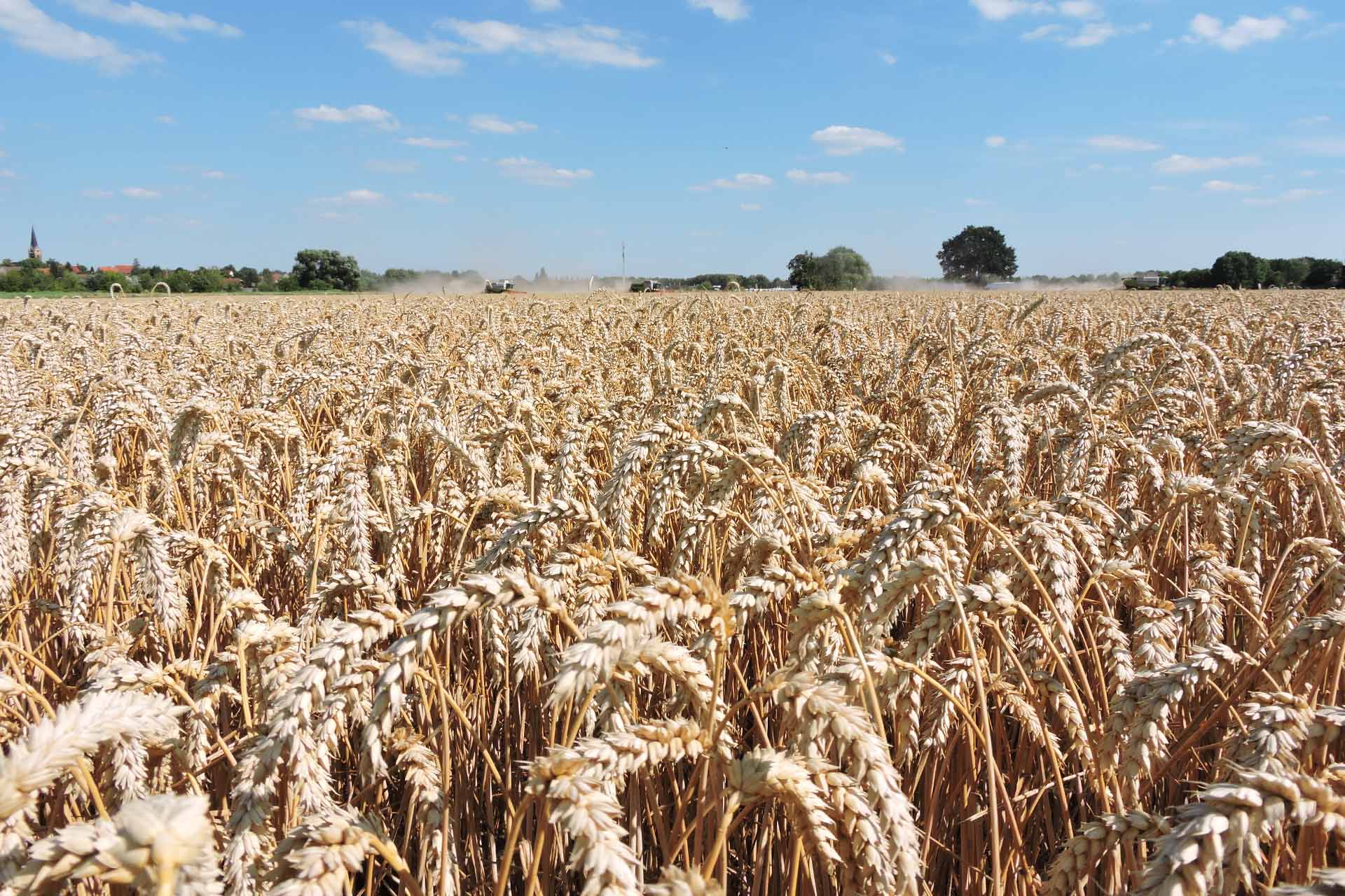 Agrargenossenschaft Löberitz e.G. - Ackerbau, Feld, Weizenfeld, Ernte